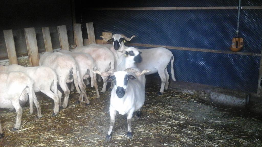 Chambre D'Hote La Petite Bergerie Abondance Zewnętrze zdjęcie